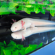 Illustration for article titled Complete Axolotl Genome Could Pave the Way Toward Human Tissue Regeneration